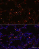 Immunofluorescence analysis of Mouse lung using SFTPC Polyclonal Antibody at dilution of 1:100 (40x lens) . Blue: DAPI for nuclear staining.