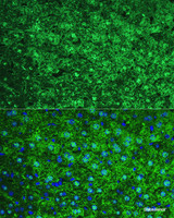 Immunofluorescence analysis of Mouse liver using ARG1 / Arginase 1 Polyclonal Antibody at dilution of 1:100. Blue: DAPI for nuclear staining.