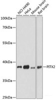 Western blot analysis of extracts of various cell lines using PITX2 Polyclonal Antibody at dilution of 1:3000.