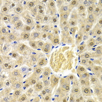 Immunohistochemistry of paraffin-embedded Rat liver using RAD9A Polyclonal Antibody at dilution of 1:200 (40x lens) .