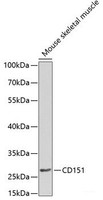 Western blot analysis of extracts of Mouse skeletal muscle using CD151 Polyclonal Antibody at dilution of 1:1000.
