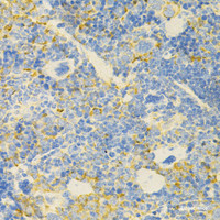Immunohistochemistry of paraffin-embedded Mouse spleen using GPX4 Polyclonal Antibody at dilution of 1:200 (40x lens) .