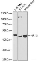 Western blot analysis of extracts of various cell lines using NR1I3 Polyclonal Antibody at dilution of 1:1000.