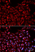 Immunofluorescence analysis of U2OS cells using NR1I3 Polyclonal Antibody