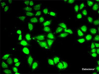 Immunofluorescence analysis of MCF-7 cells using PSMC3 Polyclonal Antibody