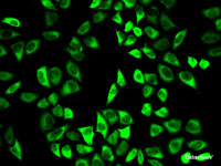 Immunofluorescence analysis of HeLa cells using PRDX6 Polyclonal Antibody