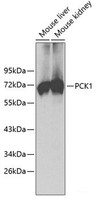Western blot analysis of extracts of various cell lines using PCK1 Polyclonal Antibody.