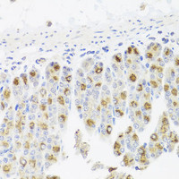 Immunohistochemistry of paraffin-embedded Mouse stomach using CDC45 Polyclonal Antibody at dilution of 1:100 (40x lens) .