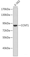 Western blot analysis of extracts of K-562 cells using CCNT1 Polyclonal Antibody.