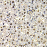 Immunohistochemistry of paraffin-embedded Rat liver using TOR1A Polyclonal Antibody at dilution of 1:200 (40x lens) .