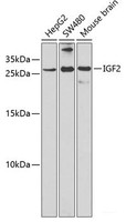 Western blot analysis of extracts of various cell lines using IGF2 Polyclonal Antibody at dilution of 1:1000.