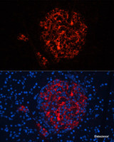 Immunofluorescence analysis of Rat pancreas using INS Polyclonal Antibody at dilution of 1:100. Blue: DAPI for nuclear staining.