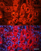 Immunofluorescence analysis of Mouse kidney using LCN2 Polyclonal Antibody at dilution of 1:100. Blue: DAPI for nuclear staining.