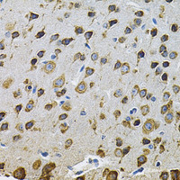 Immunohistochemistry of paraffin-embedded Rat brain using NCF4 Polyclonal Antibody at dilution of 1:100 (40x lens) .