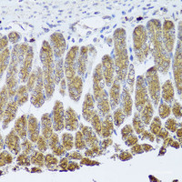 Immunohistochemistry of paraffin-embedded Mouse stomach using NTRK1 Polyclonal Antibody at dilution of 1:100 (40x lens) .