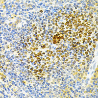 Immunohistochemistry of paraffin-embedded Rat spleen using TNFRSF11B Polyclonal Antibody at dilution of 1:200 (40x lens) .