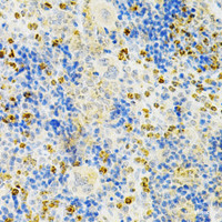 Immunohistochemistry of paraffin-embedded Mouse spleen using TNFRSF11B Polyclonal Antibody at dilution of 1:200 (40x lens) .