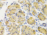 Immunohistochemistry of paraffin-embedded Human stomach using PTEN Polyclonal Antibody at dilution of 1:200 (40x lens) .