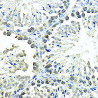 Immunohistochemistry of paraffin-embedded Mouse testis using SUMO1 Polyclonal Antibody at dilution of 1:200 (40x lens) .