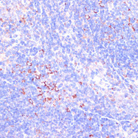 Immunohistochemistry of paraffin-embedded Mouse spleen using ZYX Polyclonal Antibody at dilution of 1:100 (40x lens) .