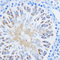 Immunohistochemistry of paraffin-embedded Rat testis using PIWIL1 Polyclonal Antibody at dilution of 1:100 (40x lens) .
