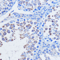 Immunohistochemistry of paraffin-embedded Mouse testis using PIWIL1 Polyclonal Antibody at dilution of 1:100 (40x lens) .