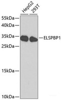 Western blot analysis of extracts of various cell lines using ELSPBP1 Polyclonal Antibody at dilution of 1:1000.