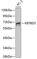 Western blot analysis of extracts of PC-3 cells using KBTBD3 Polyclonal Antibody.