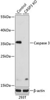 Western blot analysis of extracts from normal (control) and Caspase-3 knockout (KO) 293T cells using Caspase-3 Polyclonal Antibody at dilution of 1:1000.