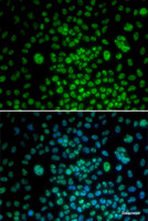 Immunofluorescence analysis of U2OS cells using MAX Polyclonal Antibody