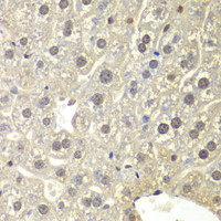 Immunohistochemistry of paraffin-embedded Mouse liver using NR3C1 Polyclonal Antibody at dilution of 1:200 (40x lens) .