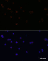 Immunofluorescence analysis of RAW264.7 cells using CD18 Polyclonal Antibody at dilution of 1:100. Blue: DAPI for nuclear staining.