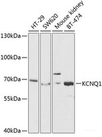 Western blot analysis of extracts of various cell lines using KCNQ1 Polyclonal Antibody at dilution of 1:1000.