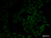 Immunofluorescence analysis of HeLa cells using MSN Polyclonal Antibody