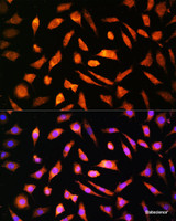 Immunofluorescence analysis of L929 cells using BNP Polyclonal Antibody at dilution of 1:100. Blue: DAPI for nuclear staining.