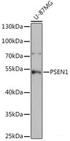 Western blot analysis of extracts of U-87MG cells using PSEN1 Polyclonal Antibody at dilution of 1:1000.