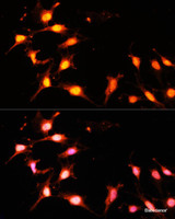 Immunofluorescence analysis of C6 cells using KAT2A Polyclonal Antibody at dilution of 1:100 (40x lens) . Blue: DAPI for nuclear staining.