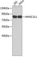 Western blot analysis of extracts of various cell lines using WHSC1L1 Polyclonal Antibody.