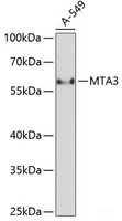 Western blot analysis of extracts of A-549 cells using MTA3 Polyclonal Antibody at dilution of 1:1000.