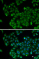 Immunofluorescence analysis of U2OS cells using DNMT3L Polyclonal Antibody