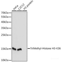 Western blot analysis of extracts of various cell lines using TriMethyl-Histone H3-K36 Polyclonal Antibody at dilution of 1:1000.