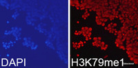 Immunofluorescence analysis of 293T cells using MonoMethyl-Histone H3-K79 Polyclonal Antibody