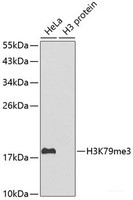 Western blot analysis of extracts of various cell lines using TriMethyl-Histone H3-K79 Polyclonal Antibody.