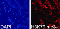 Immunofluorescence analysis of 293T cells using TriMethyl-Histone H3-K79 Polyclonal Antibody