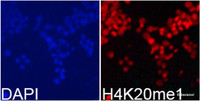 Immunofluorescence analysis of 293T cells using MonoMethyl-Histone H4-K20 Polyclonal Antibody