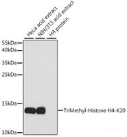 Western blot analysis of extracts of various cell lines using TriMethyl-Histone H4-K20 Polyclonal Antibody at dilution of 1:1000.