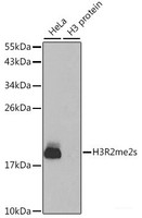 Western blot analysis of extracts of various cell lines using Symmetric DiMethyl-Histone H3-R2 Polyclonal Antibody.