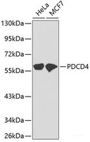 Western blot analysis of extracts of various cell lines using PDCD4 Polyclonal Antibody.