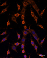 Immunofluorescence analysis of NIH/3T3 cells using PDCD4 Polyclonal Antibody at dilution of 1:100. Blue: DAPI for nuclear staining.