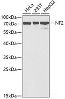 Western blot analysis of extracts of various cell lines using NF2 Polyclonal Antibody at dilution of 1:1000.